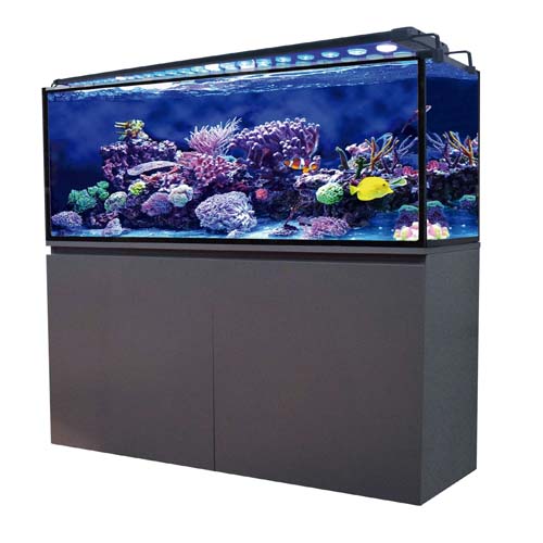 acuarios-de-agua-salada