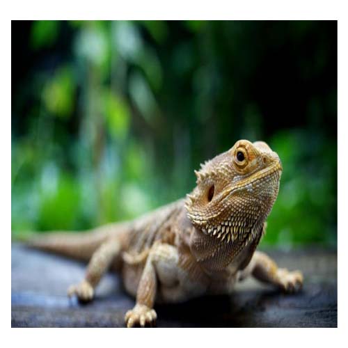 reptileras-y-accesorios